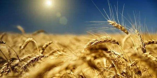 Урожайність пшениці, ячменю та соняшнику в Україні помітно зросла у 2026 році